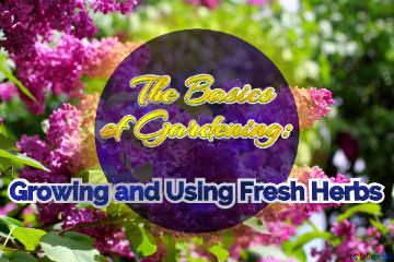    The Basics  Of Gardening:   Growing And Using Fresh Herbs  Bright Picture With Lilac Flowers