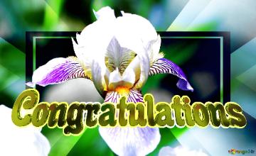 Congratulations Flowers Iris Flower Template