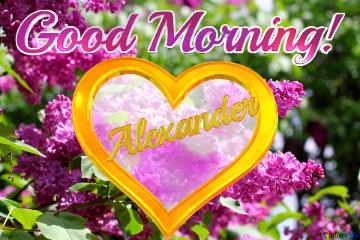 Good Morning! My Love! Alexander
