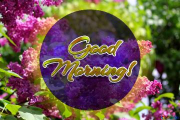 Animated Good Morning! Bright Picture With Lilac Flowers
