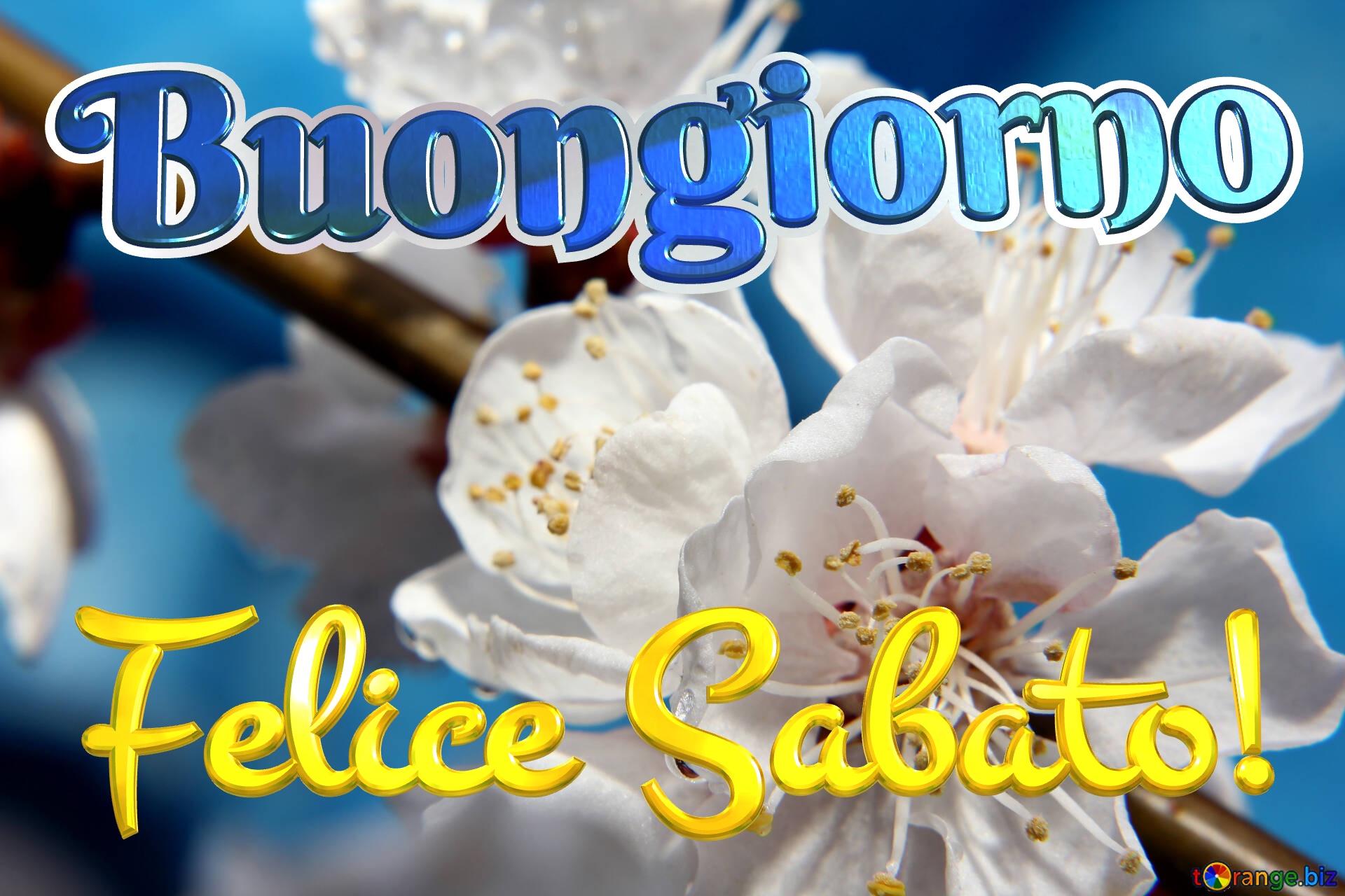 BUONGIORNO FORUM!!!!  Saluti lampo - Pagina 13 Felice-sabato-buongiorno-flowers-apricot-tree-8242