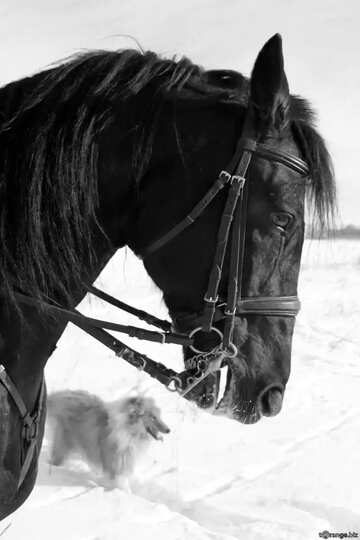 FX №240 Monochrome. Winter portrait of horse.