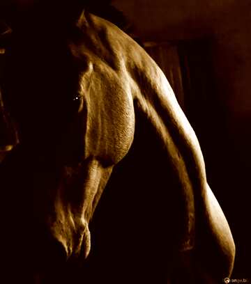 FX №608 Monochrome. Horse in the dark.