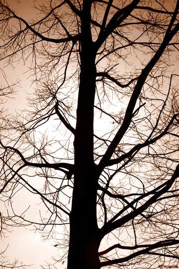 FX №558 Monochrome. Branches  tree  no  leaf  at  background  sky.