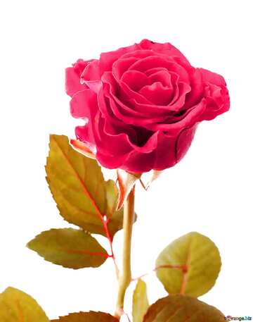 FX №644 Pastel colors. Beautiful rose.