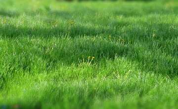 FX №451 The best image. Green Lawn.