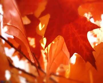 FX №531 The best image. Autumn leaf.