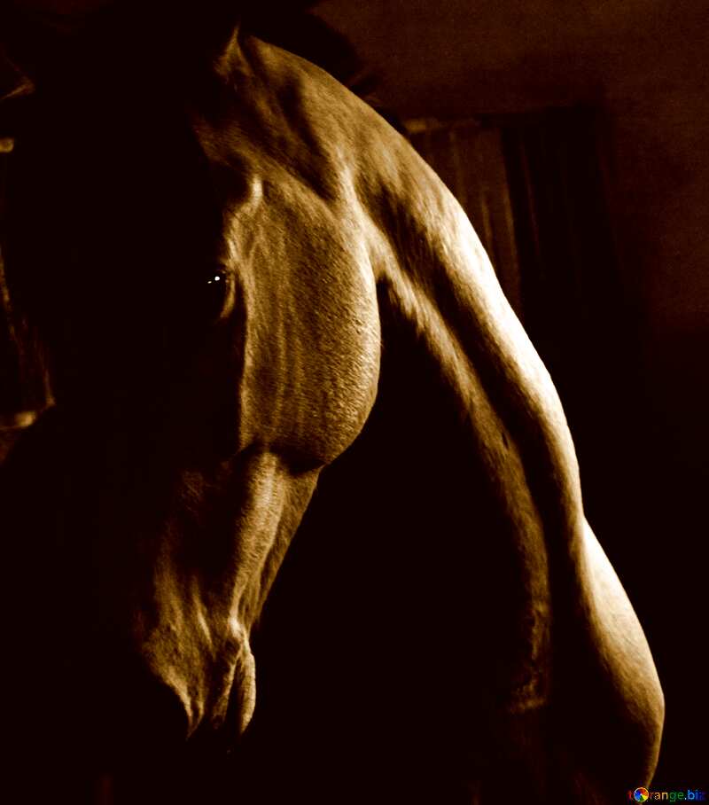 Monochrome. Horse in the dark. №12810