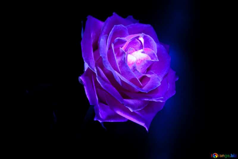 Purple color. Blue Rose. №1235