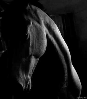 FX №1773 Monochrome. Horse in the dark.