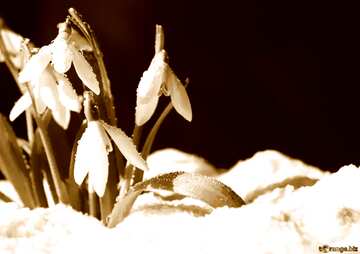 FX №1946 snow flowers sepia