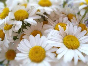 FX №1288 The best image. Daisies.