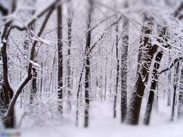 FX №1945 The best image. Winter  Forest .
