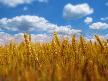 FX №1216 The best image. Golden wheat.