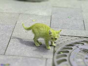 FX №1134 Green color. Homeless  kitten.