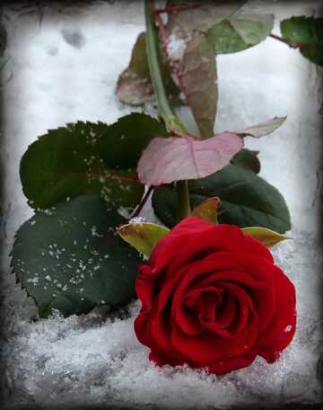 FX №1684 The best image. Red flower in the snow.