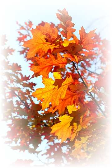 FX №1753 Orange color. Beautiful autumn leaves.