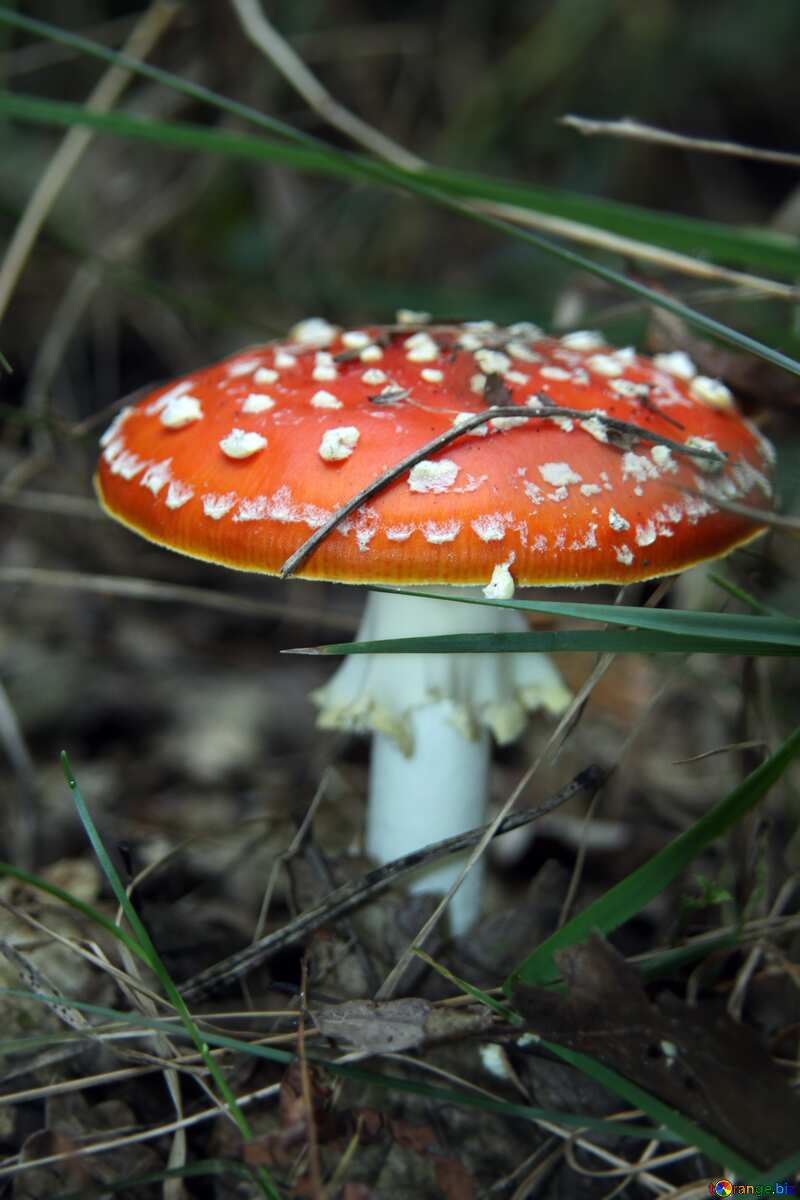 Red color. Hallucinogenic mushroom. №5583
