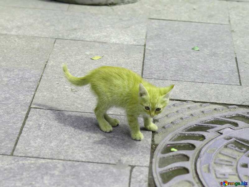 Green color. Homeless  kitten. №6969
