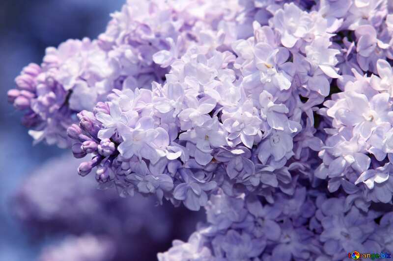 The best image. Terry lilac. №4818
