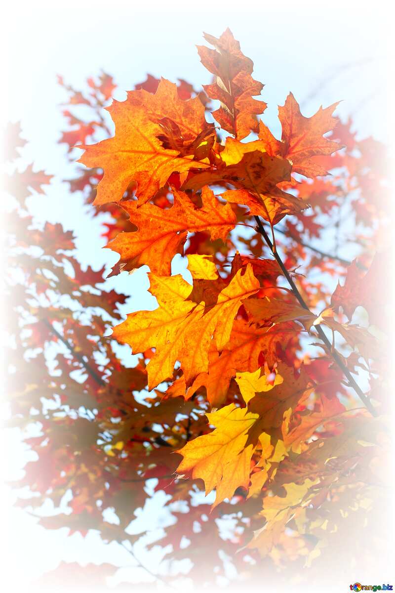 Orange color. Beautiful autumn leaves. №38534