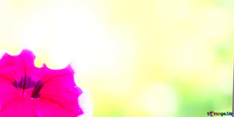 flower blur banner  background №33457