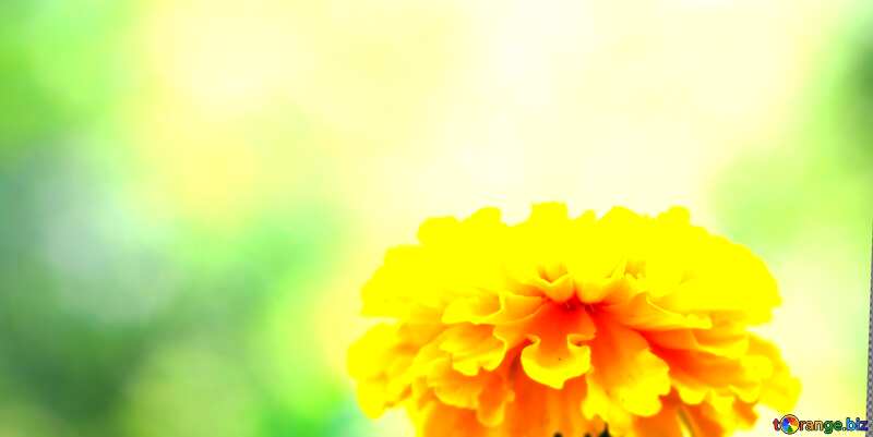 yellow flower wallpaper №33461
