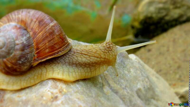 Horned snail blur frame №27486