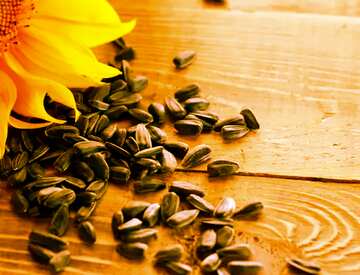 FX №101688 sunflower seeds