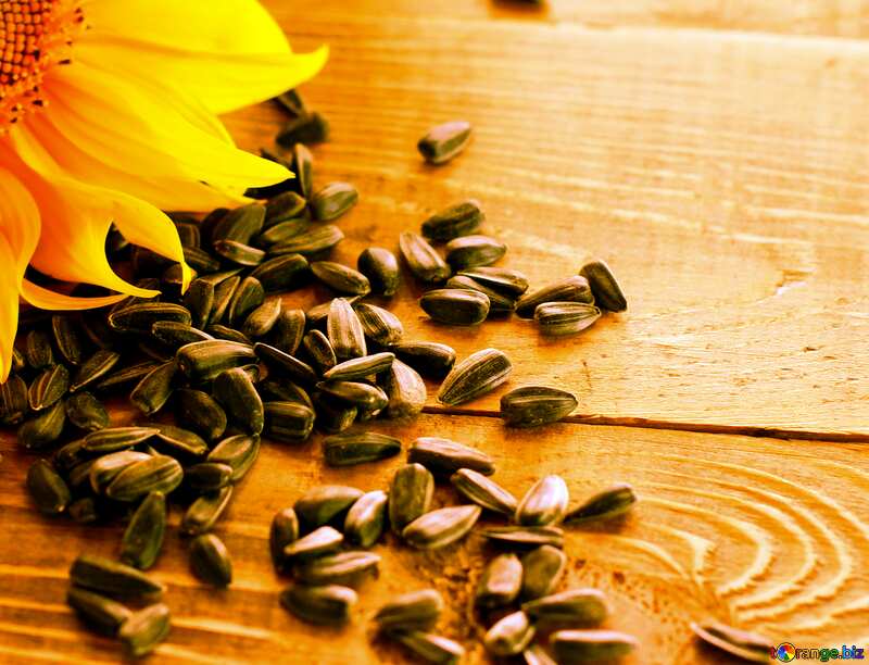 sunflower seeds №32755