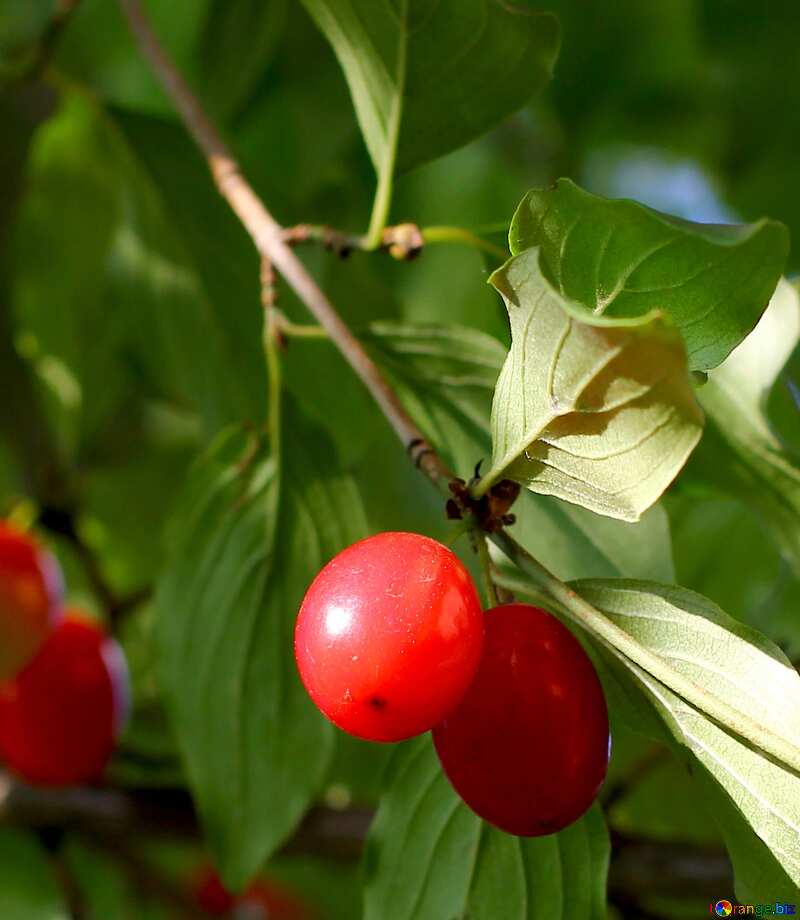 red cornel berries №32491