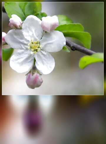 FX №103419 Flower apple. lank card template
