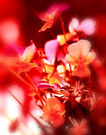 FX №104898 Bouquet of forest flowers blur frame red color toned