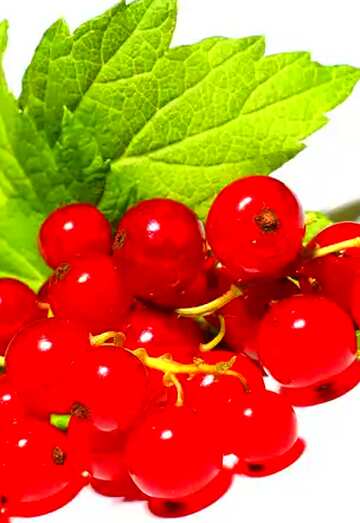 FX №104321  Red currant