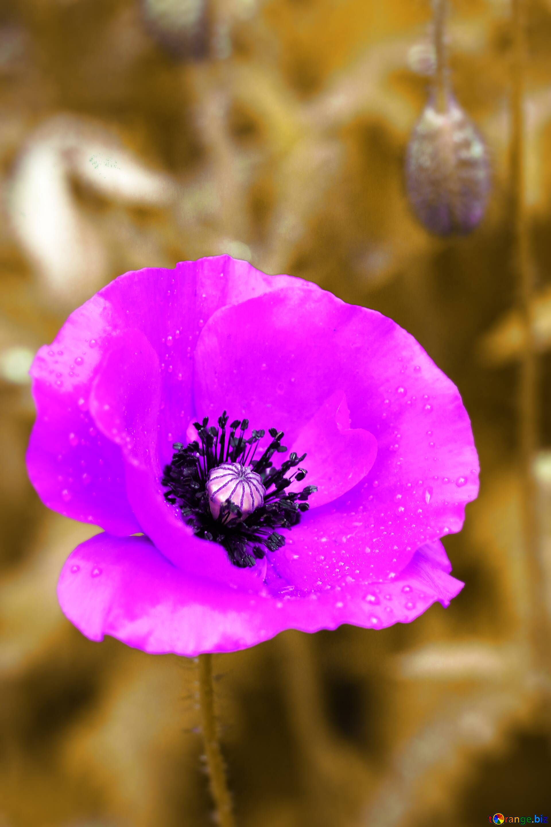 Download free picture Poppy blue on CC-BY License ~ Free Image Stock tOrange.biz ~ fx №105598