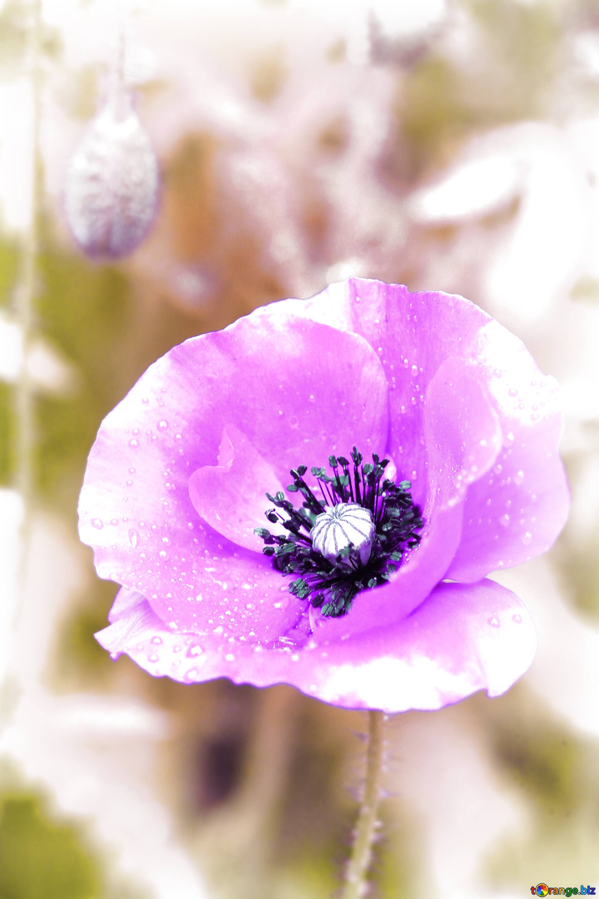 Download free picture Poppy blue on CC-BY License ~ Free Image Stock tOrange.biz ~ fx №105646