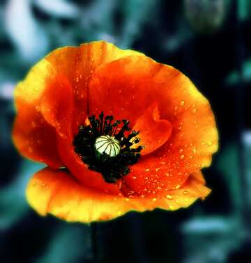 FX №105594 Poppy flower