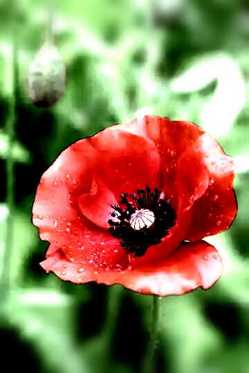 FX №105608  Poppy