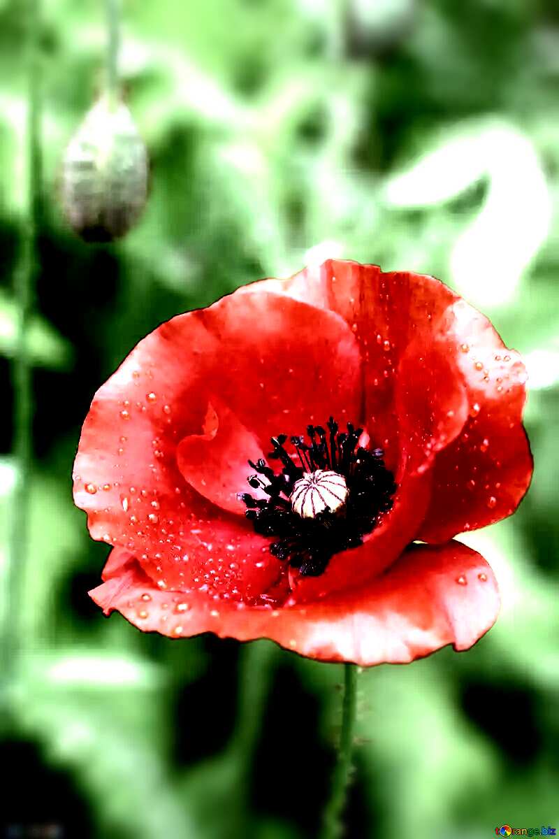  Poppy №34252