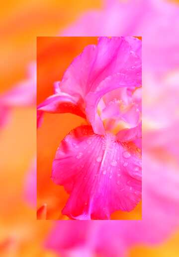 FX №107816 pink and orange drops flower border background