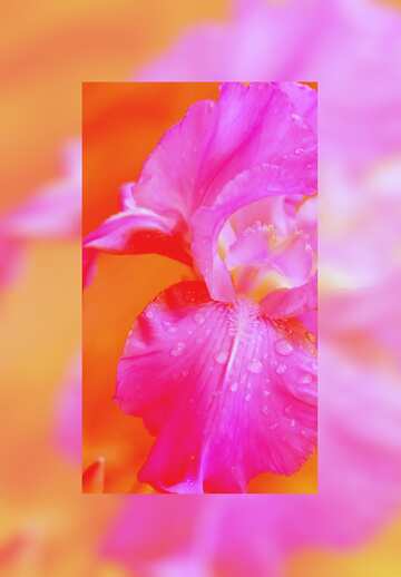 FX №107835 Iris flower border frame background