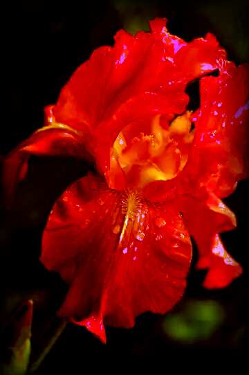 FX №107969 Iris flower red  dark