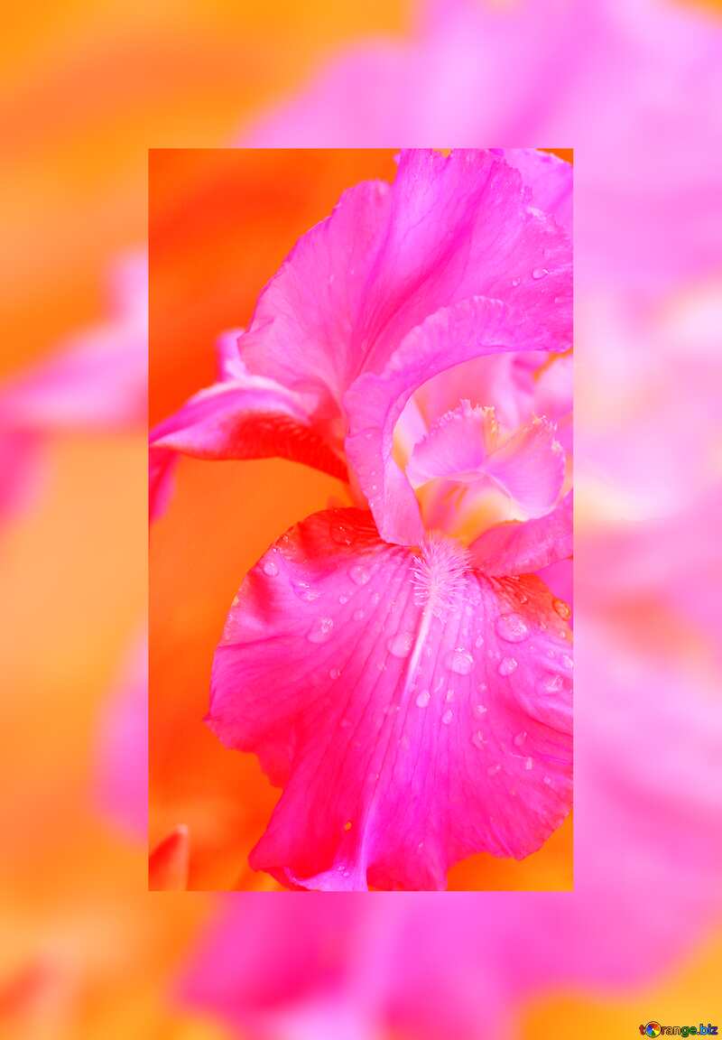 pink and orange drops flower border background №34769