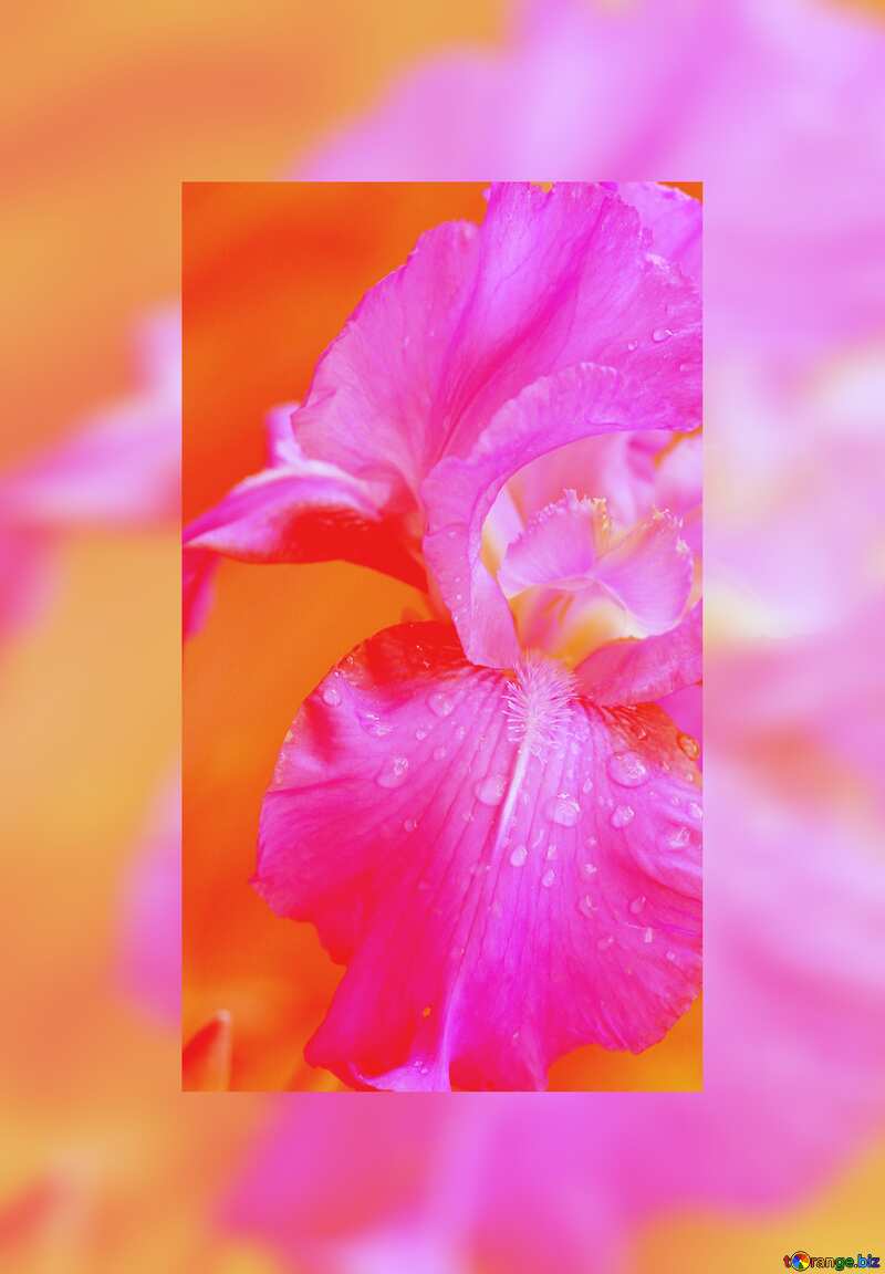 Iris flower border frame background №34769