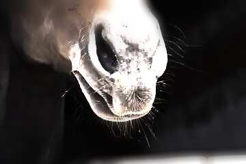 FX №108350 horse nose on dark background