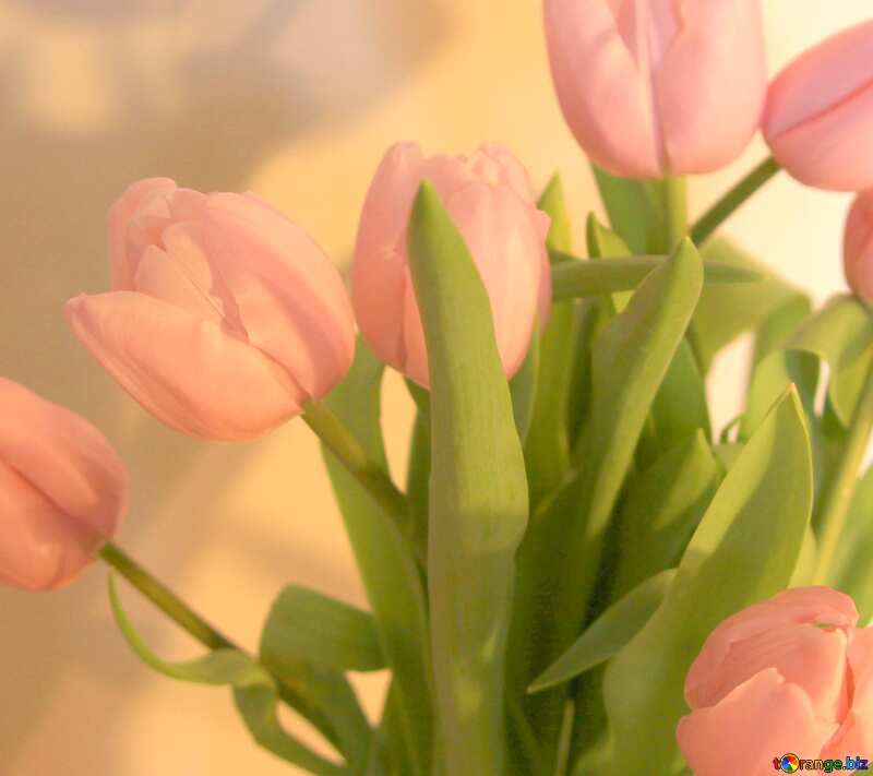 Tulips bouquet effect card №947