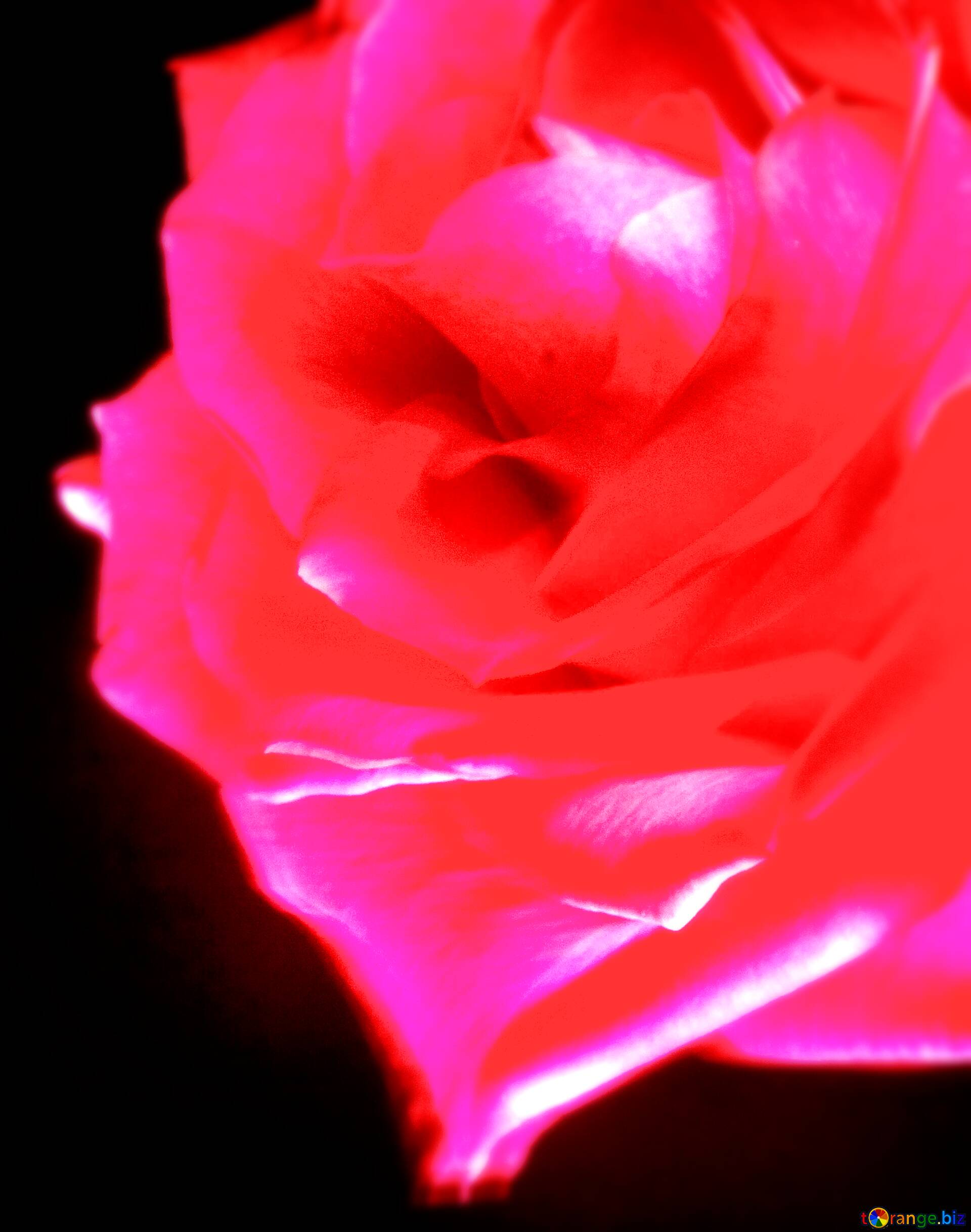 download-free-picture-red-blurred-rose-flower-at-black-background-on-cc