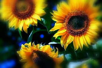 FX №109760  sunflowers dark blur card
