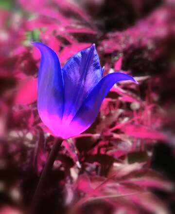 FX №109570 Blue  tulip