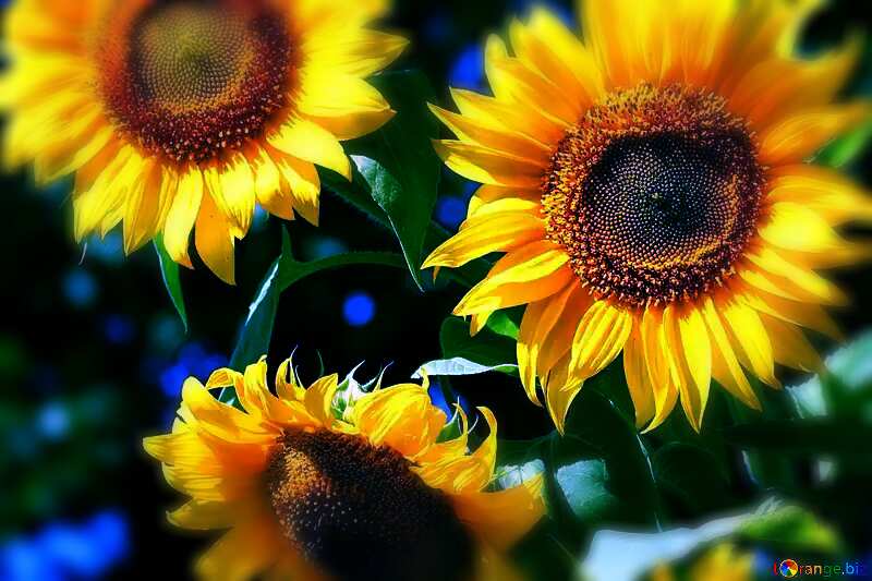  sunflowers dark blur card №32702